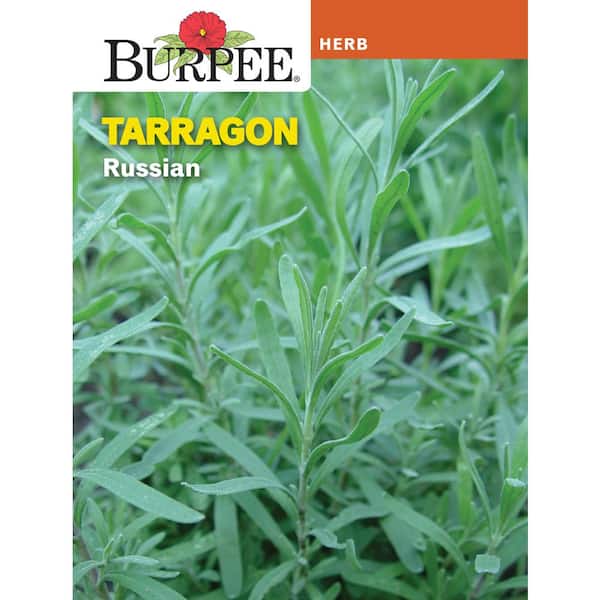 Herb Tarragon Seed