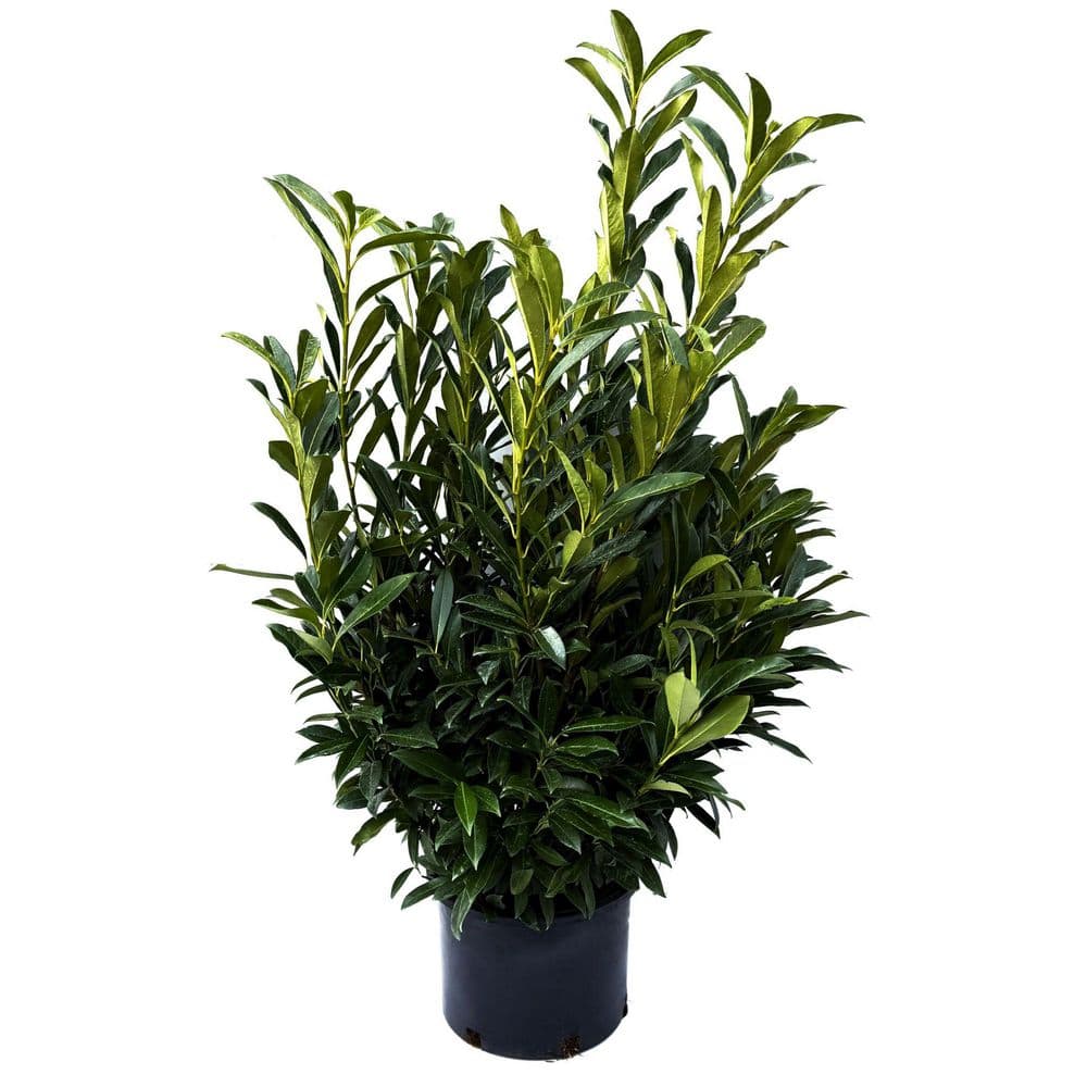 BUSH DE BRUNT CHECKMATE L オリーブ Flowering Moss Green Boxwood Bush Faux Evergreen Shrub Spray - 17