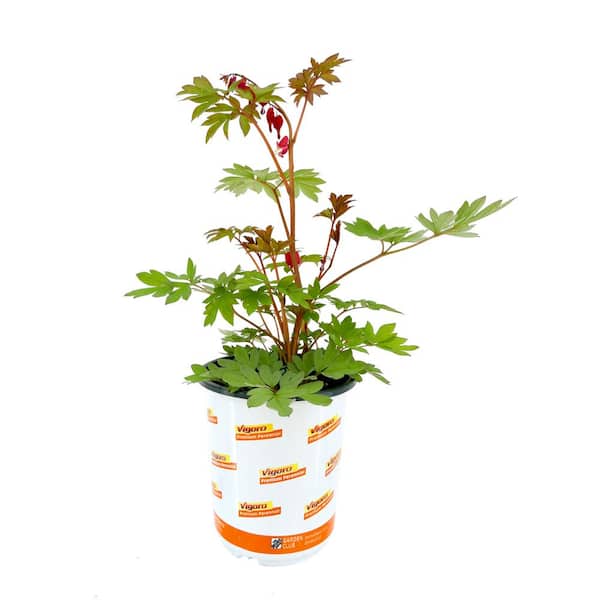 Vigoro 2.5 Qt. Dicentra Valentine Bleeding Heart Perennial Live Plant with Red Flowers