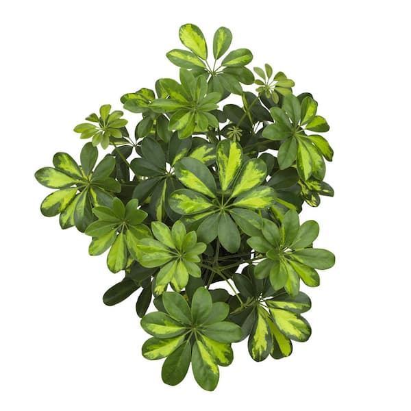 Schefflera in 8 inch Grower Pot, Air Purifying Live Plant, Grower's Choice Seasonal Selection