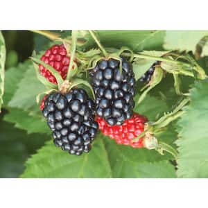Apache Blackberry (Rubus) Live Bareroot Fruiting Plant Black Colored Berries with Green Foliage