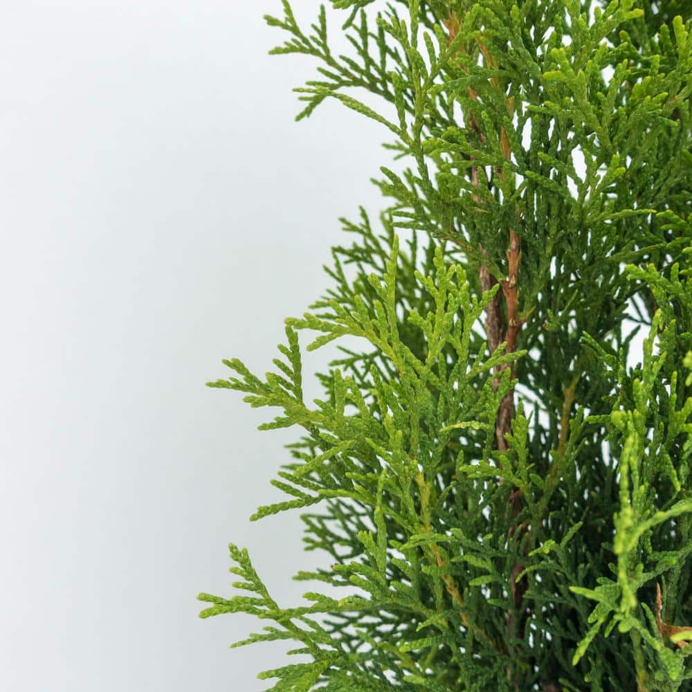 Emerald Green Upright Arborvitae Potted Evergreen Shrub (5-Pack)