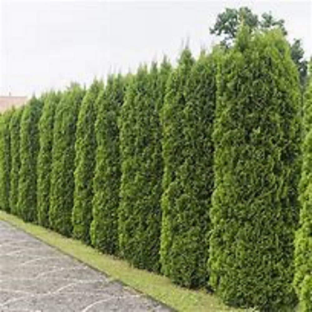 BELL NURSERY 1 Gal. Thuja Arboviate Emerald Green Shrub 1000000438 ...