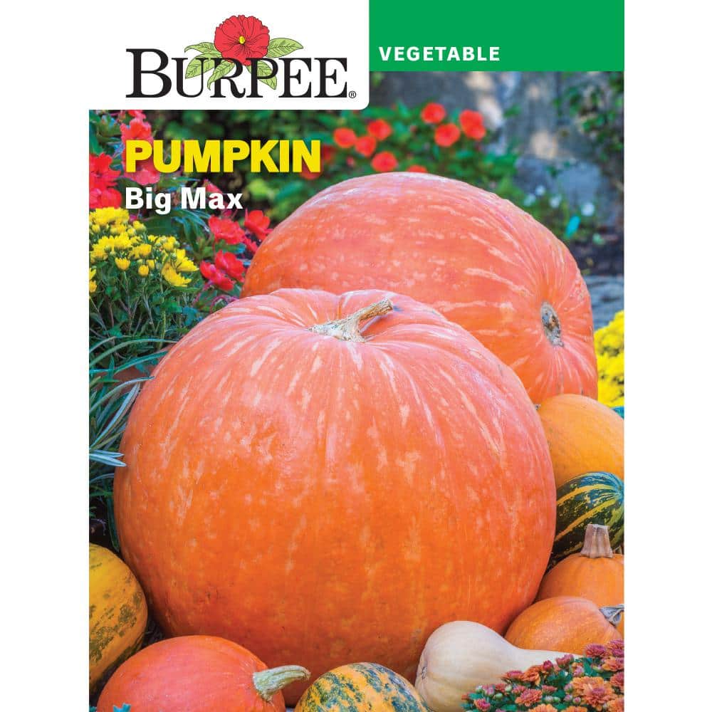 Burpee Pumpkin Big Max Seed 51618 - The Home Depot