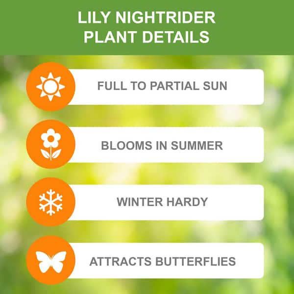 14 cm/16 cm, Nightrider Turkish Asiatic Lily Flower Bulbs (Bag of 4)