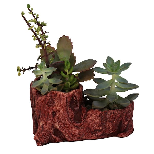 Unbranded 7.5 in. x 4 in. x 4.5 in. Redwood Ceramic Wood Plant Pot - Unique Succulent Planter Boot Log