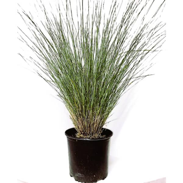 Unbranded 1 Gal. Pink Muhly Grass, Live shrub with Pink Plumes