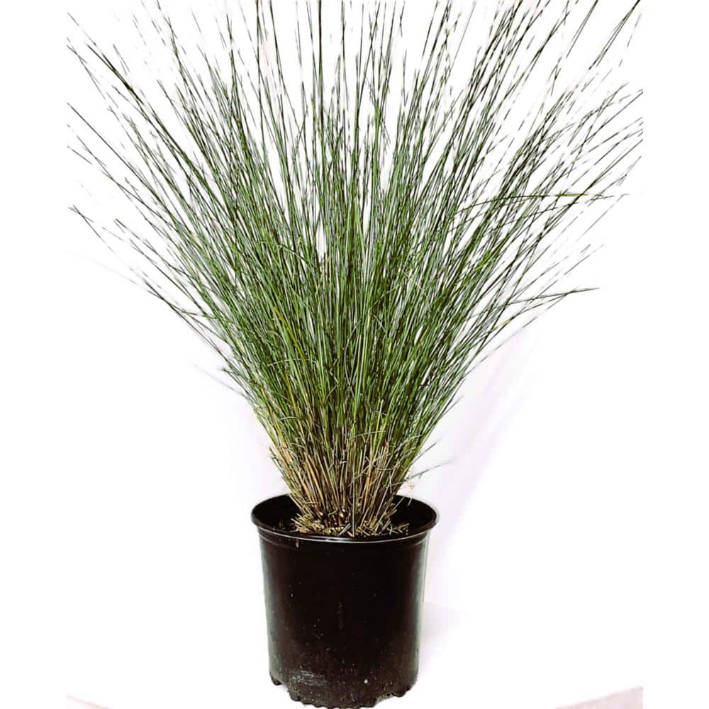 3 Gal. Pink Muhly Grass, Live Plant with Pink Plumes