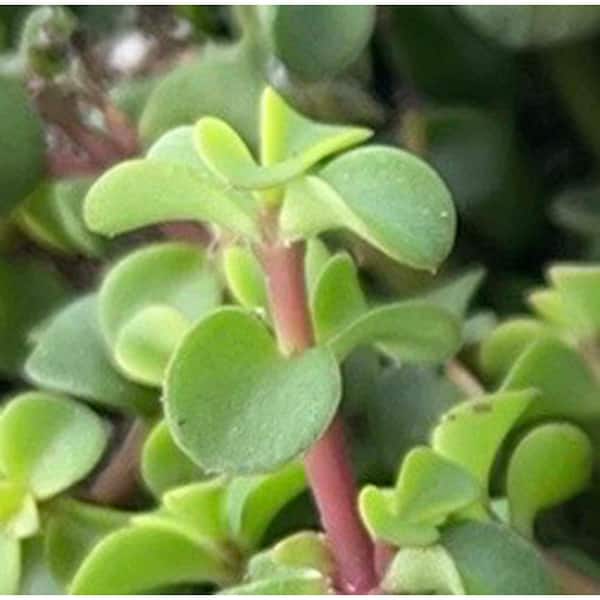 LuckByte Portulacaria Afra Tolerent Pet-Safe Spreading with More than 20  Branches W0816-CY01 - The Home Depot