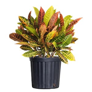 Croton Petra Codiaeum Variegatum Live Plant in 9.25 inch Grower Pot