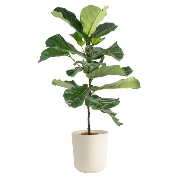 Costa Farms Fiddle Leaf Fig Indoor Plant in 10 in. Decor Planter, Average Shipping Height 3-4 ft. Tall