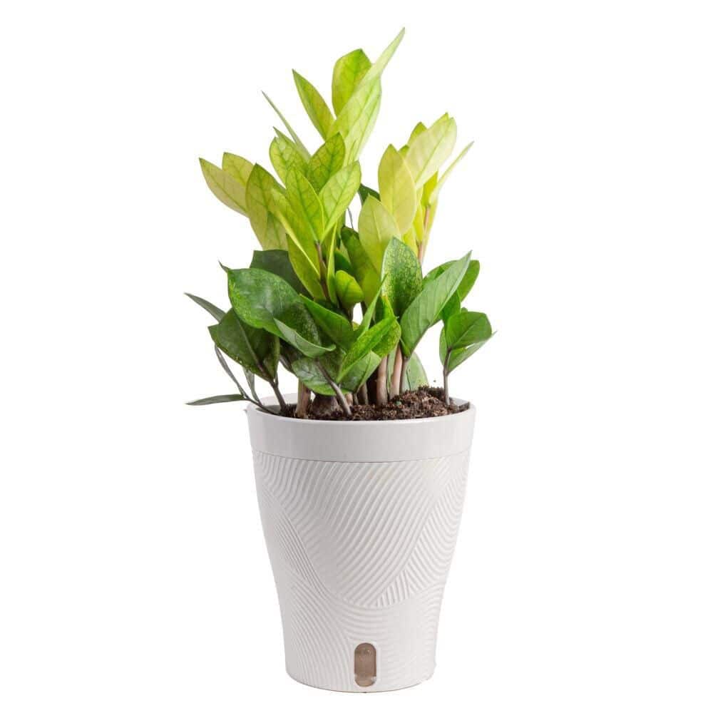 trending-tropicals-house-