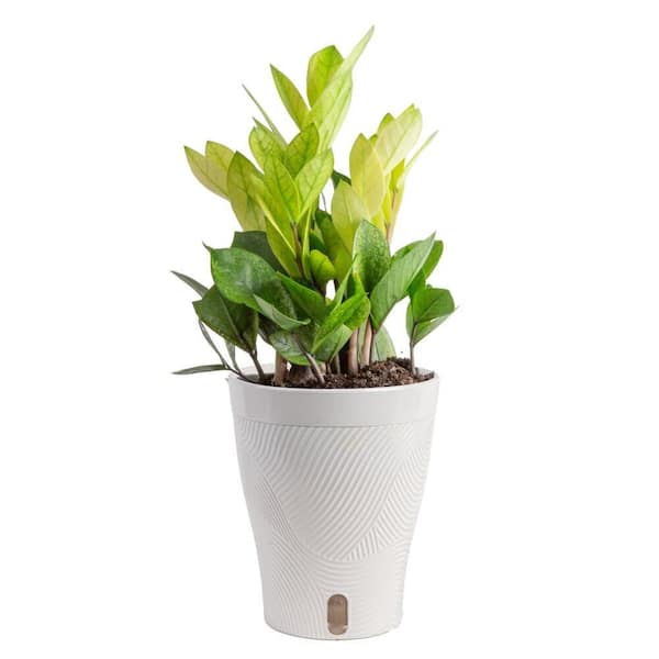 6 in. Trending Tropical Zamioculcas ZZ Chameleon Plant in Deco Pot