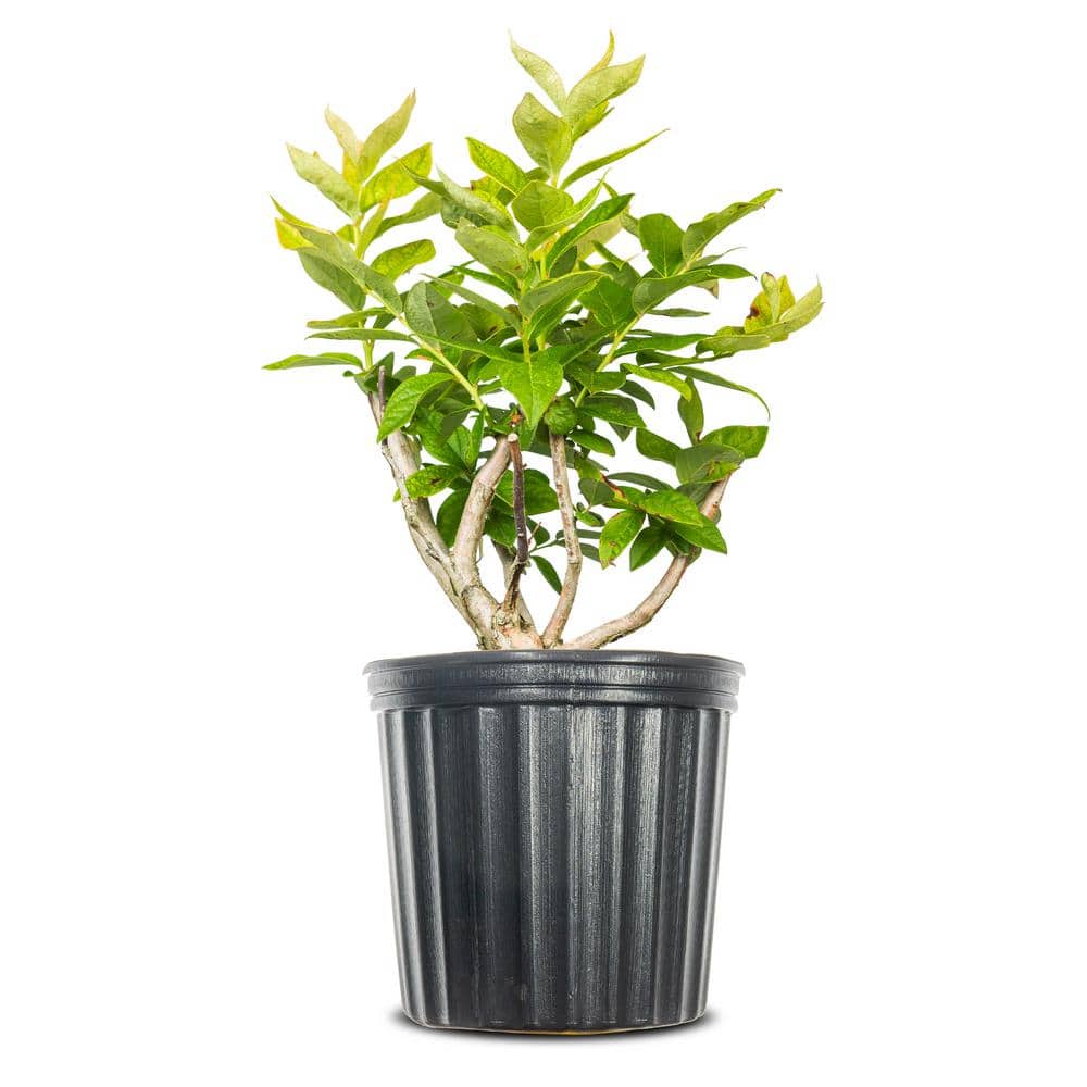 1 Gal. Duke Blueberry Plant in Pot, Delicious Fruit price history on PriceWatchPro