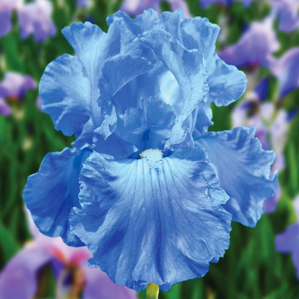 van-zyverden-flower-bulbs-