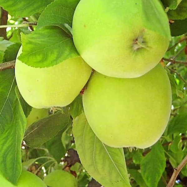 SOUTHERN LIVING 5 Gal. Granny Smith Apple Tree