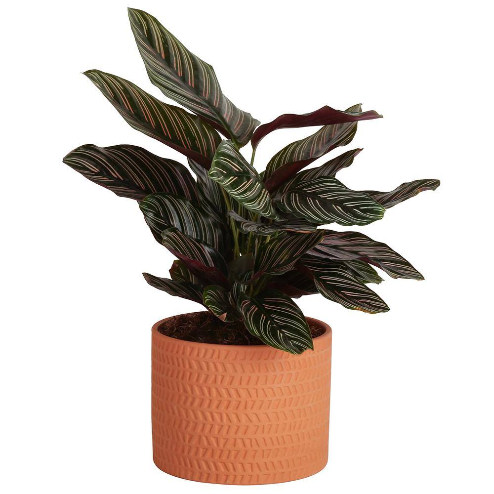 Costa Farms Grower's Choice Calathea Indoor Plant in 6 in. Ceramic