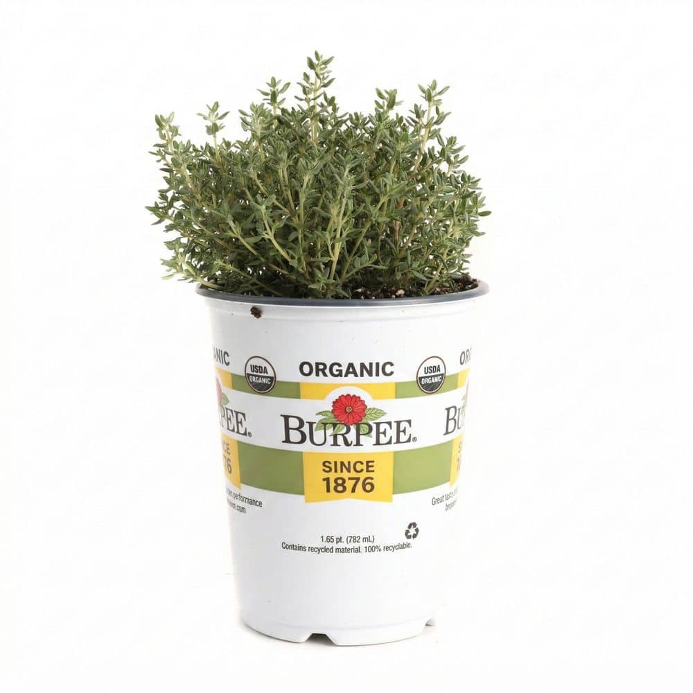 Burpee 3.5 in. French Thyme Plant (4-Pack) THYFRC000-3HB4 - The Home Depot