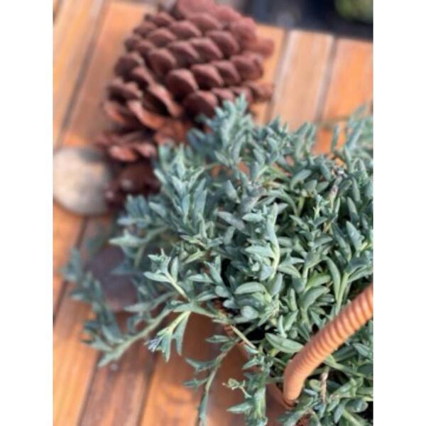 Unbranded - Live Rooted Spreading Plant Flowers Senecio Peregrinus, Dolphin Chlorophytum