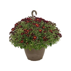 1.8 Gal. Mum Chrysanthemum Plant Red Flowers in 11 In. Hanging Basket