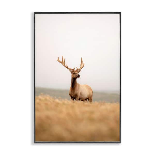 Stupell Industries Stoic Tule Elk by Crystal Lynn Collins Black Framed Nature Giclee Art Print 24 in. x 16 in.