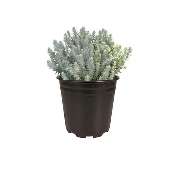 1 Gal. Blue Moon Stonecrop (Sedum Reflexum) Live Flowering Full Sun Perennial Groundcover Plant