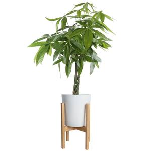 10 in. Pachira Braid, Money Tree Plant in White Cylinder Pot and Stand