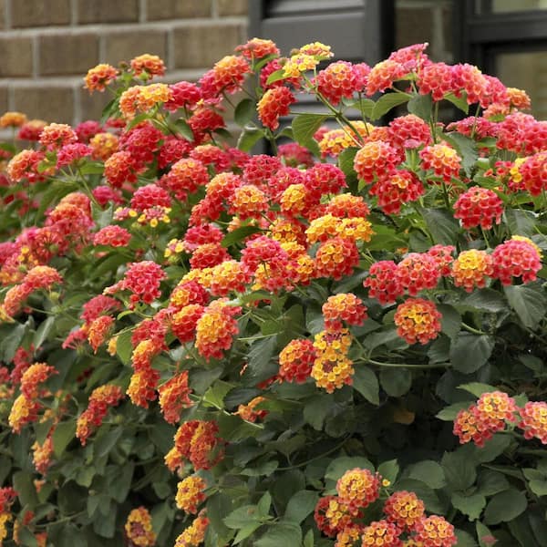 2.5 in Bloomify Mango Lantana Plant with Multi-Color Flowers (3-Pack)