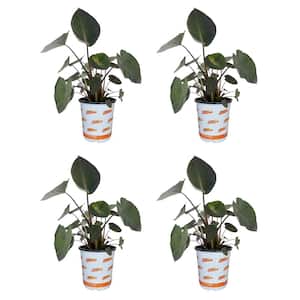 pot fiddle leaf fig Fiddle Leaf Fig Bush | Trendy Houseplants