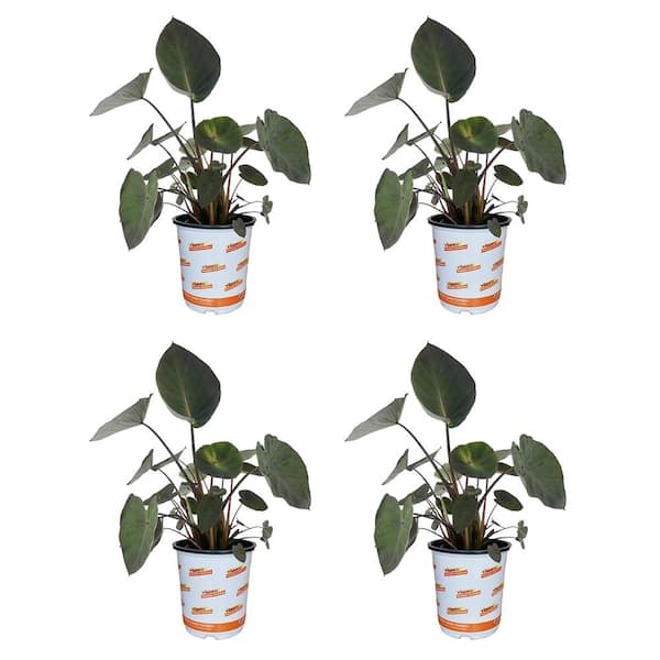 Vigoro 2.5 QT Alocasia Dark Star Annual Plant with No Flowers - 4 Pack