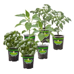 Garden Combo Pack, Live Plants, 19 oz., Contains 2 Husky Cherry Tomato, 2 Jalapeno Pepper and 2 Sweet Basil