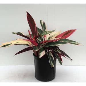 6 in. Stromanthe Triostar Plant