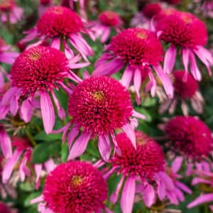 Double Scoop Bubble Gum Coneflower (Echinacea), Live Bareroot Perennial Plant, Pink Flowers (1-Pack)