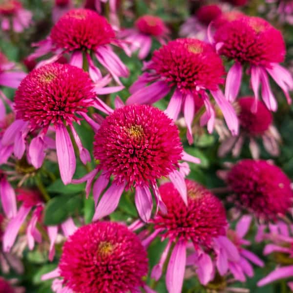 Spring Hill Nurseries Double Scoop Bubble Gum Coneflower (Echinacea), Live Bareroot Perennial Plant, Pink Flowers (1-Pack)