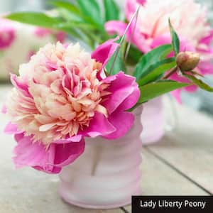 Lady Liberty Peony (Paeonia), Live Bareroot Perennial Plant, Pink and Orange Flowers (1-Pack)