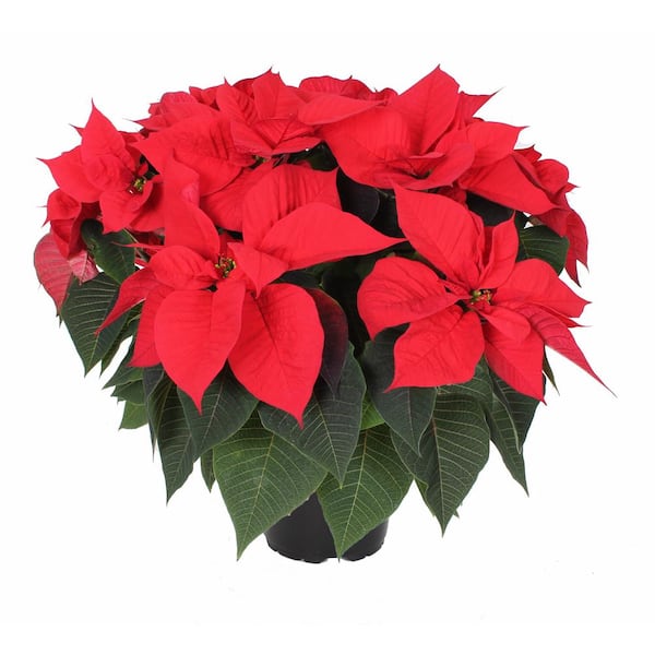 1.9 Gal. Poinsettia Plant Red Flower in 9.25 in. Grower's Pot With Red Pot Cover