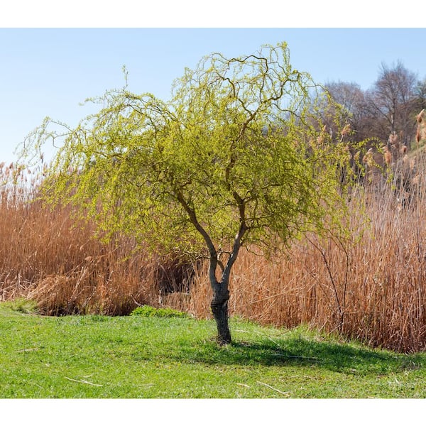 Online Orchards 3 ft. - 4 ft. Tall Bare-Root Corkscrew Willow Tree