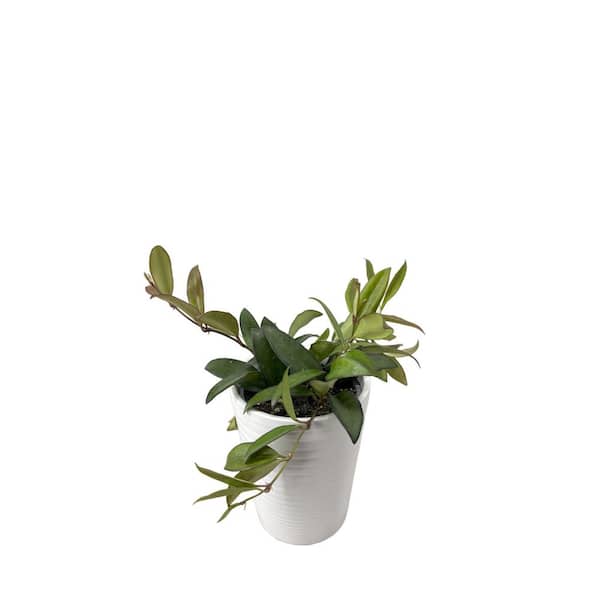 Endless Cascades Hoya Adrift Indoor Plant in 3.5 in. White Ceramic Container