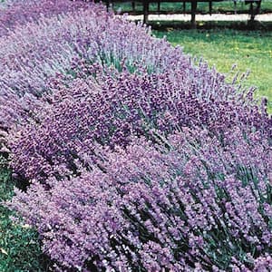 Sweet Lavender (Lavendula) Live Bareroot Perennial Plant Purple Flowers (1-Pack)