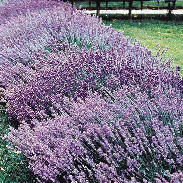 Spring Hill Nurseries Sweet Lavender (Lavendula) Live Bareroot Perennial Plant Purple Flowers (1-Pack)