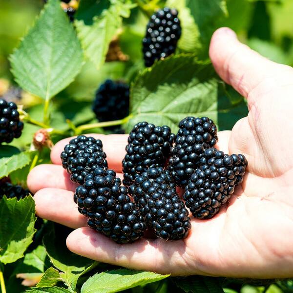 2 PrimeArk Freedom Blackberry Shrub (2-Pack) THD00139 - The Home Depot