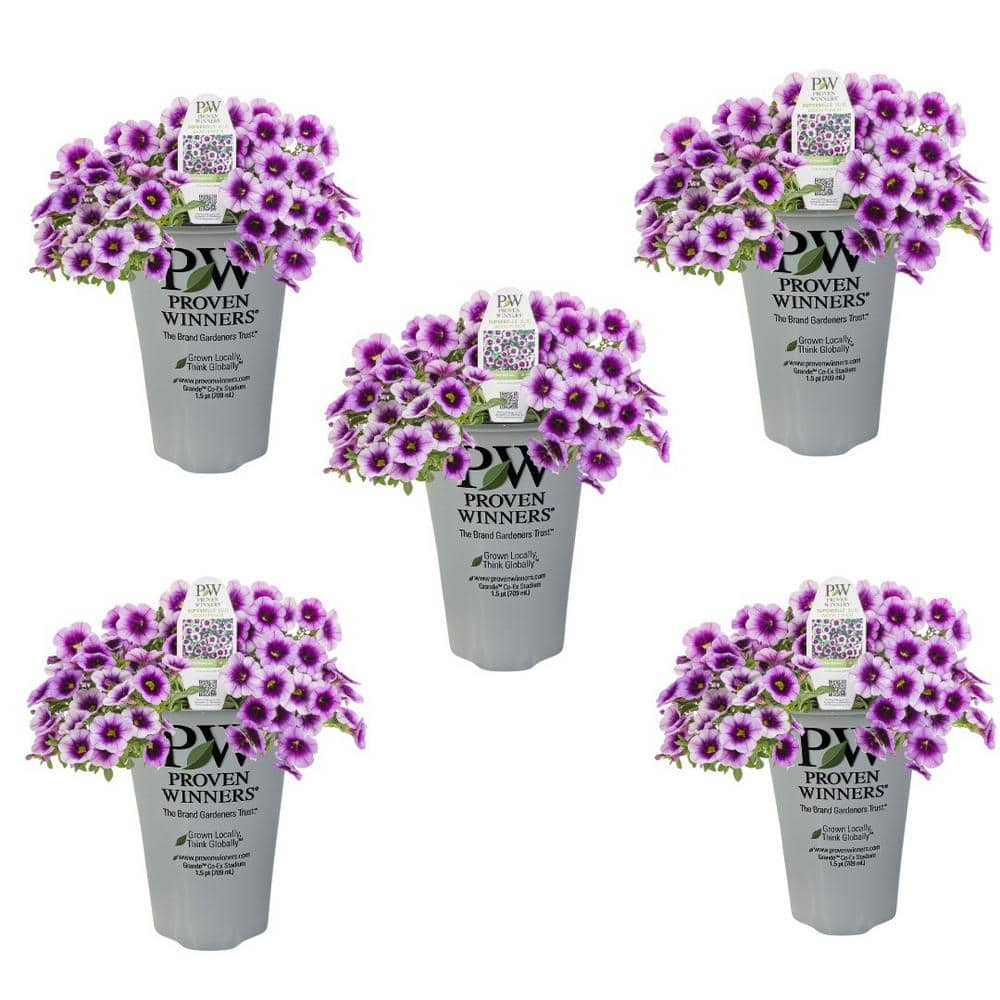 PROVEN WINNERS 1.5 Pt. Superbells Calibrachoa Annual Plant with Blue ...