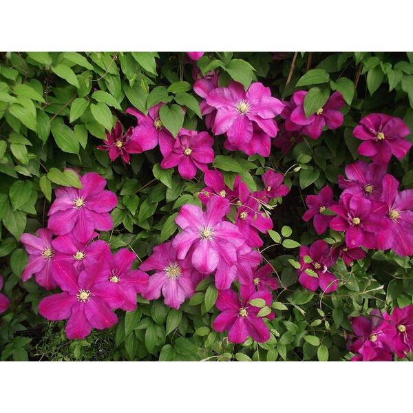Wekiva Foliage Clematis Sunset-5 Live Plants in 4 Inch Growers