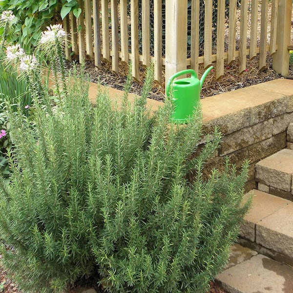 Rosemary Plant  Rosemary Plant for Sale - PlantingTree