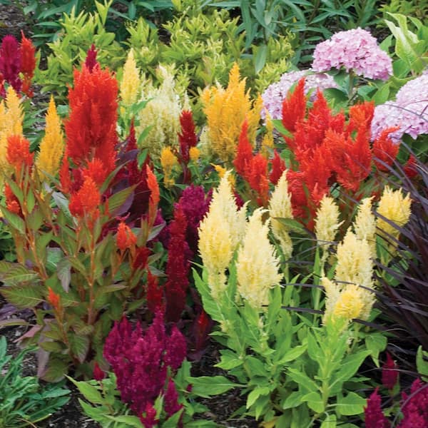 ALTMAN PLANTS # 14 Terra Nova Celosia Annual Plant with Assorted