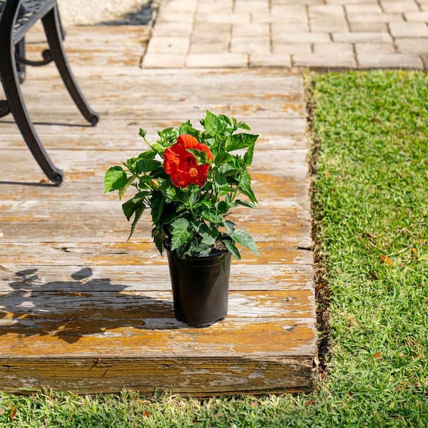 1G Hibiscus Premium Red Patio Shrub in Deco Pot