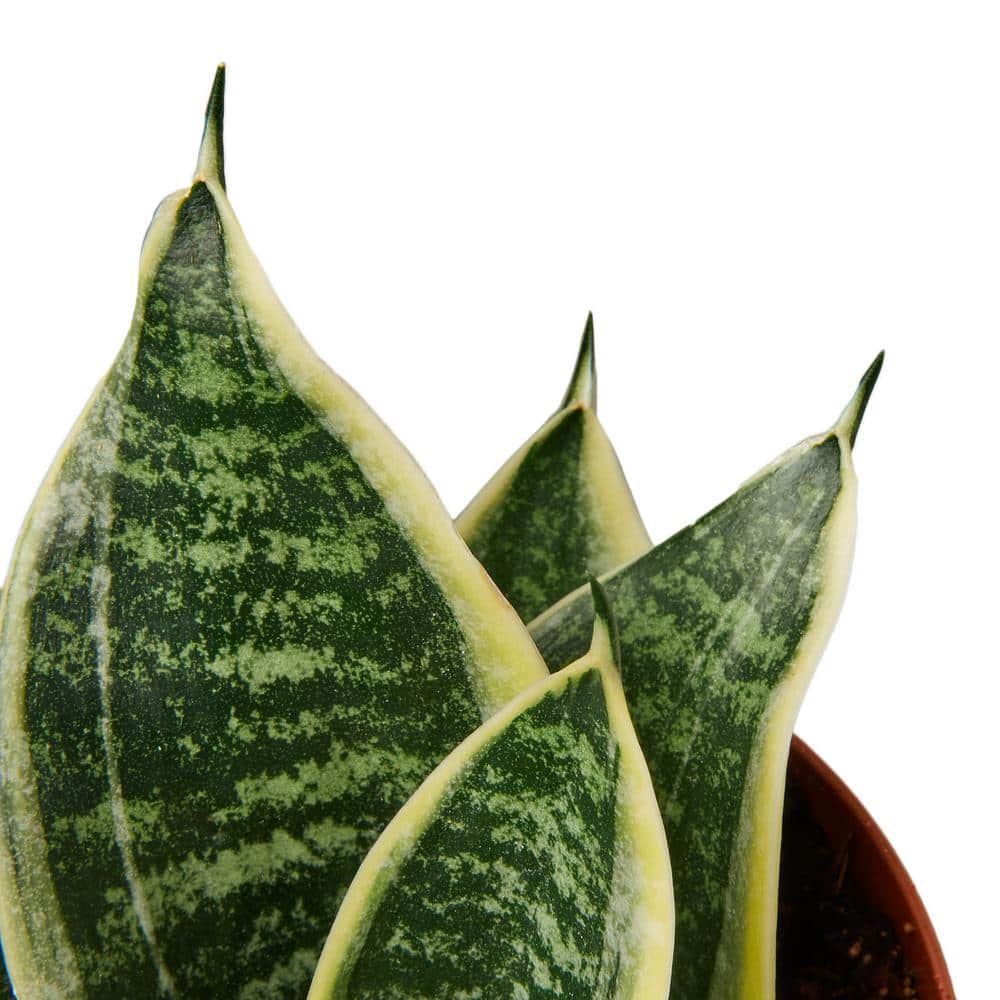 Laurentii Dwarf Snake Plant in 4" Terracotta Pot
