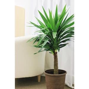 Yucca Cane Indoor Plant in 8.75 Grower Pot, Avg. Shipping Height 2-3 ft. Tall