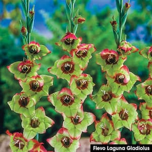 Red Flowers Flevo Laguna Gladiolus Bulbs (10-Pack)