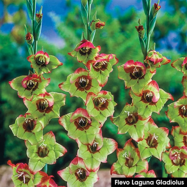 Breck's Red Flowers Flevo Laguna Gladiolus Bulbs (10-Pack)